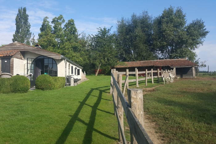 donkeys at Het Stille Genoegen