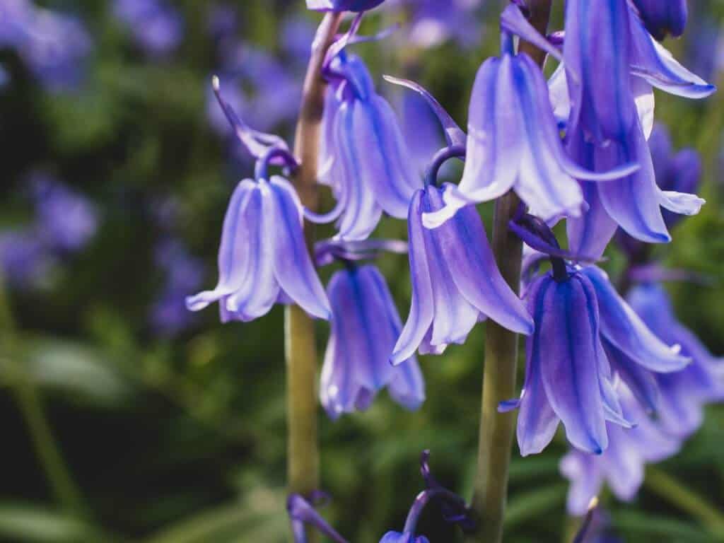Bluebell forest in Belgium