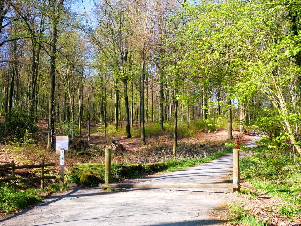 bluebells forest in Belgium