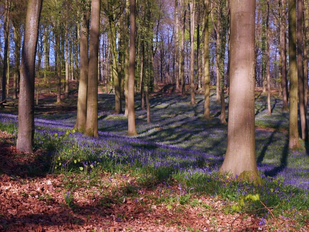 bluebells forest in Belgium