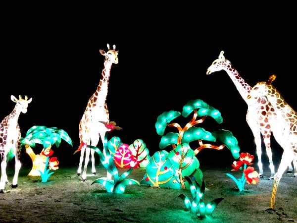 Light artwork in Antwerp Zoo in the forms of illuminated giraffes and plants