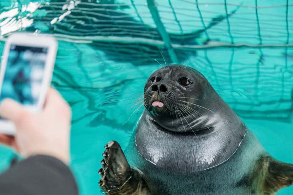 A hand taking a picture of a seal poking its tongue out in a pool.