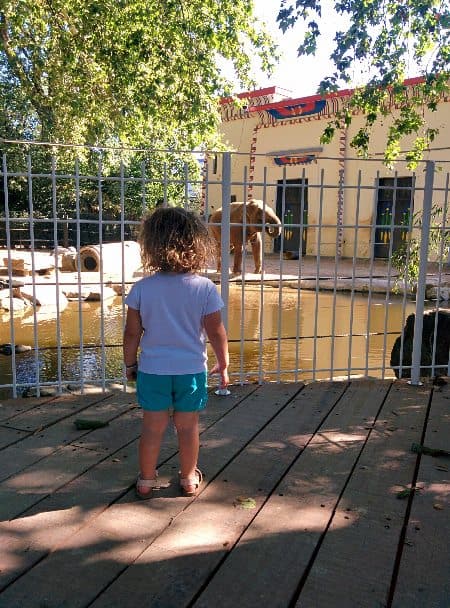 Girl toddler looking at the rhinoceros