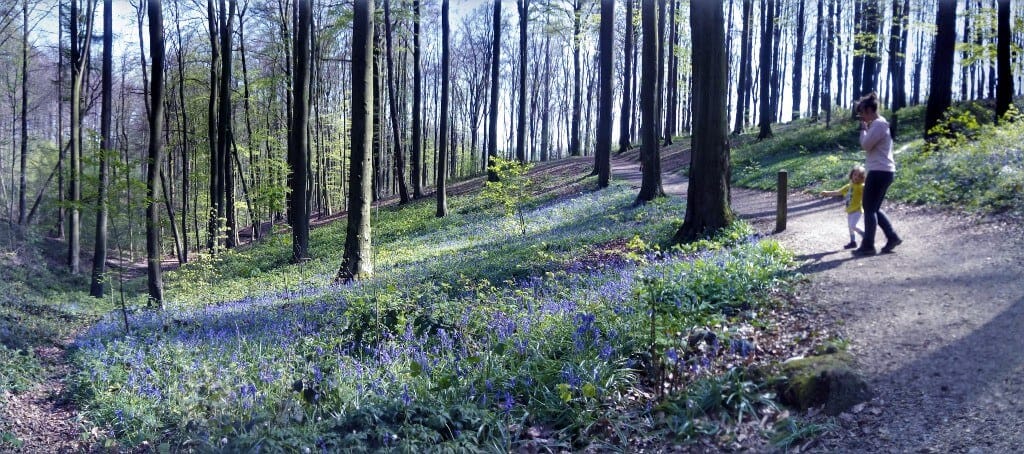 bluebells forest in Belgium