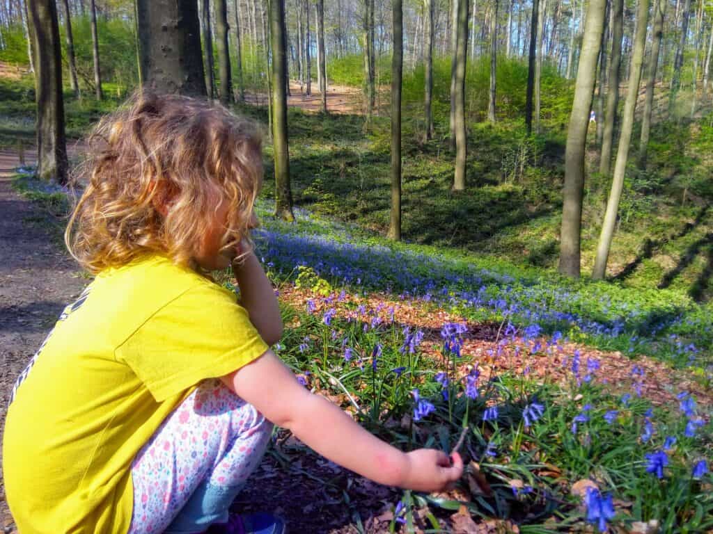 bluebell forest in Belgium
