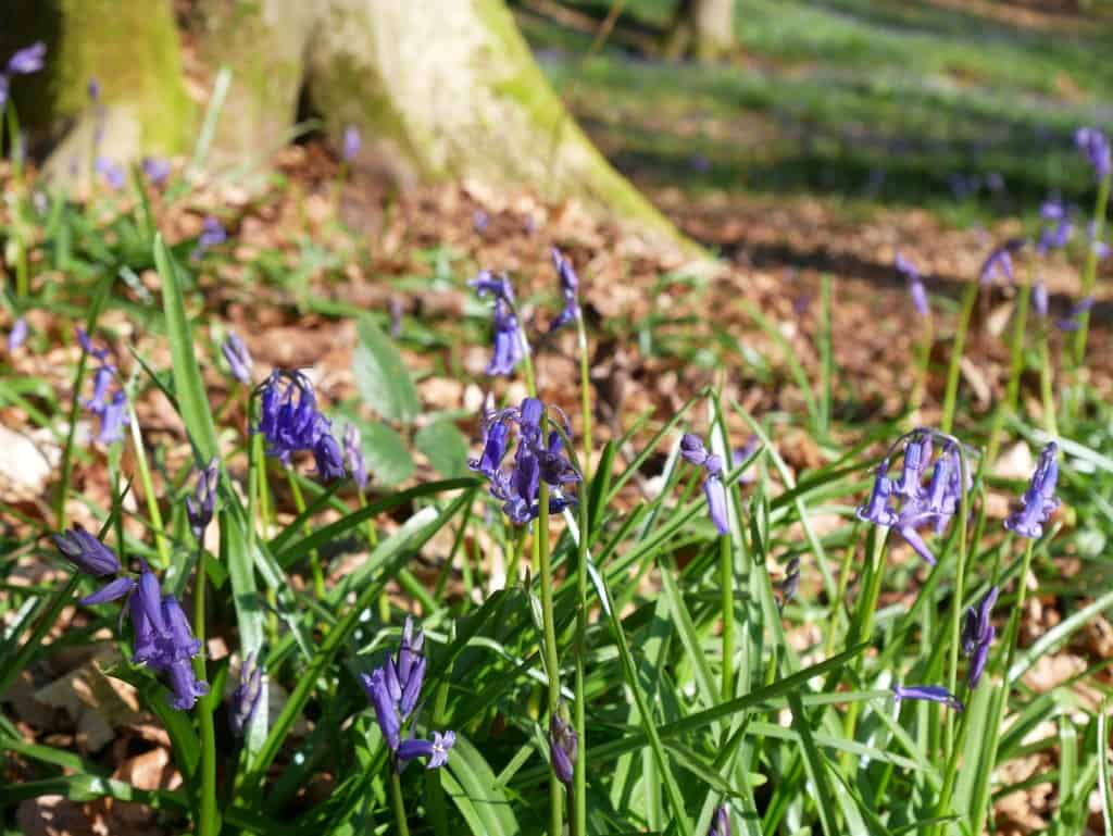 bluebell forest in Belgium