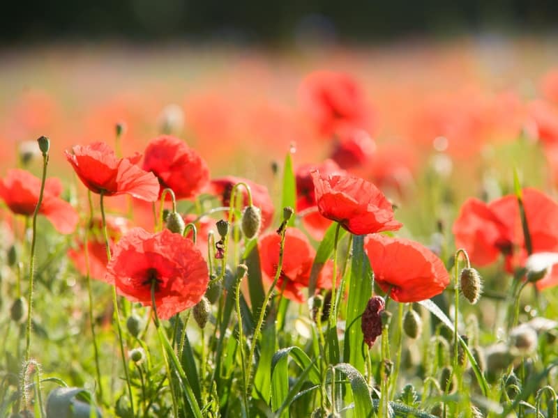 Photo of Red Poppy flowers in a garden.