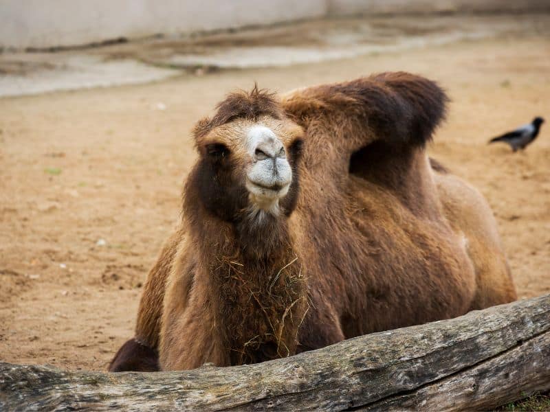 A Bactrian camel sitting on the ground with a log in front of it