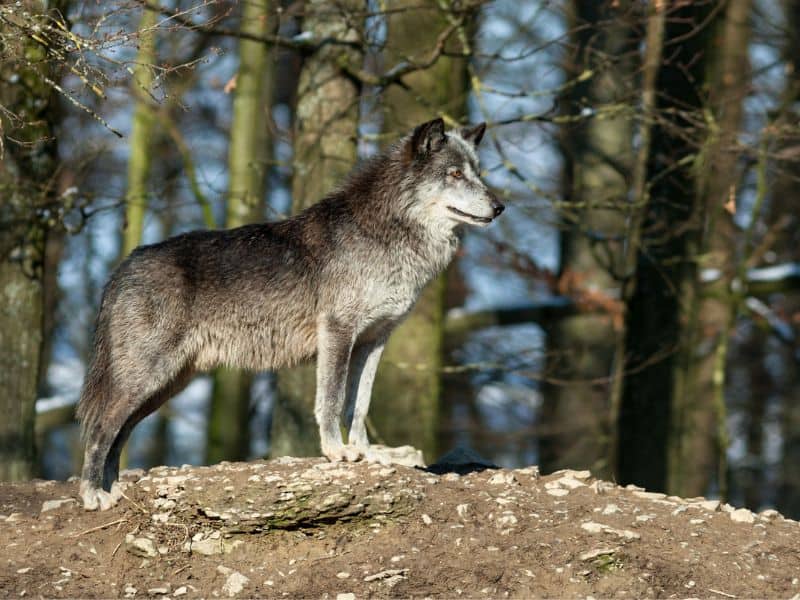 A grey Canadian timber wolf