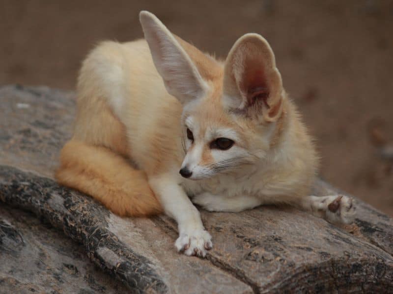 A desert fox lying over a log