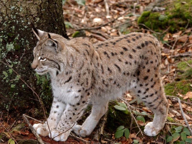A Eurasian lynx standing beside a tree