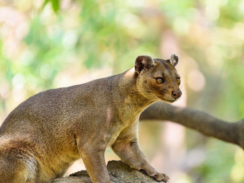 A fossa standing on a tree branch