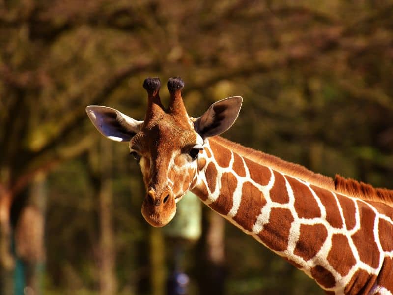 A close-up image of a giraffe