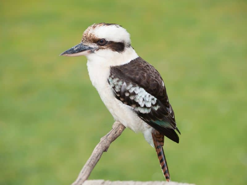 A kookaburra with white and brown feathers perched on a wood