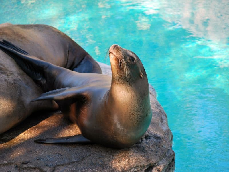 A sea lion looking up while lying over a rock