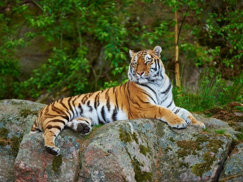 A Siberian tiger sitting over large rocks