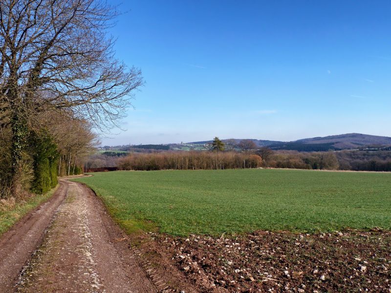 Countryside road with trees and hills surrounding Durbuy