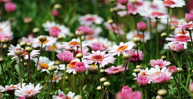 botanical garden things to do in Ghent