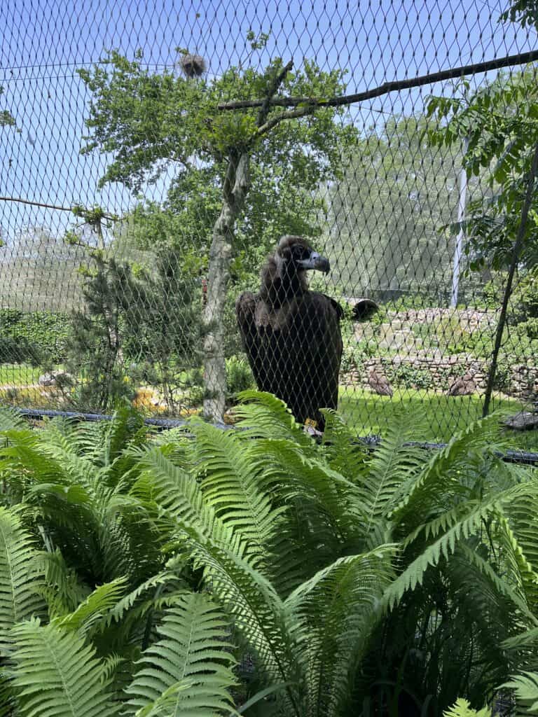 A black bird surrounded by plants in a cage in one of Belgium's zoos