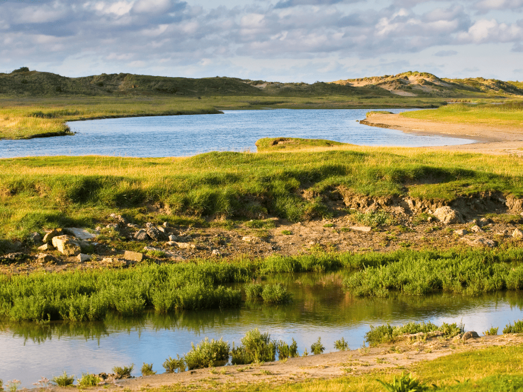 The Zwin Nature Park features tidal mudflats, marshes, and sandbanks, serving as a vital stopover for migratory birds.