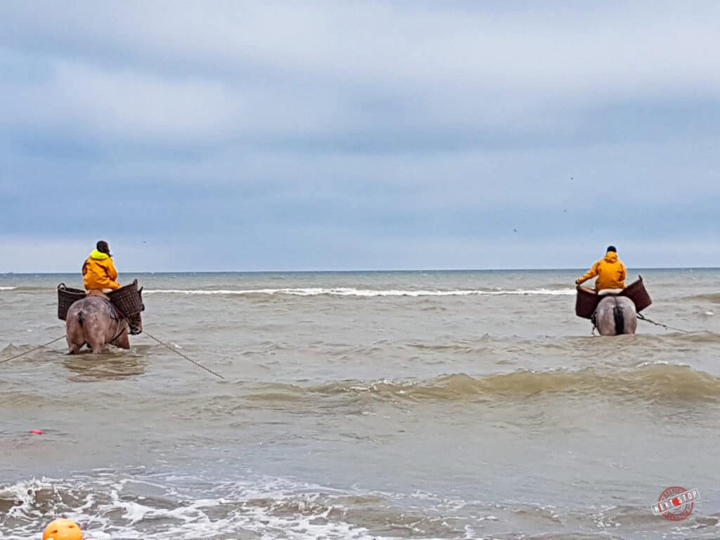 Two fishermen with their Belgian draft horses already fishing on the sea water that is almost breast deep of the horses.