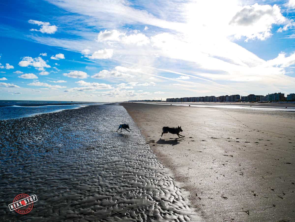 Dogs running at a beach during low tide.