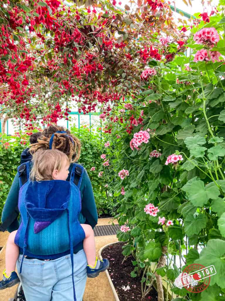 A parent with dreadlocks walks through a lush greenhouse in Brussels, carrying a toddler in a blue baby carrier. Vibrant red and pink flowers cascade from above and line the path, creating a colorful, immersive experience. The setting highlights the beauty of nature, making it a peaceful spot for families exploring Brussels with toddlers.